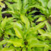 Hosta `Invincible` (1)