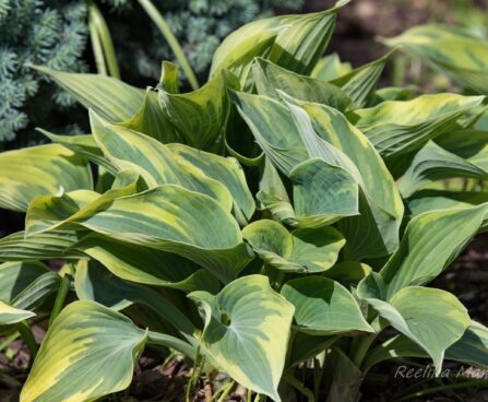 1415_8433_Hosta_Aristocrat__5.JPG