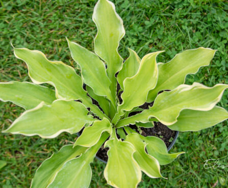Hosta `Shadowland Wheee!` (1)