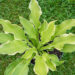 Hosta `Shadowland Wheee!` (1)