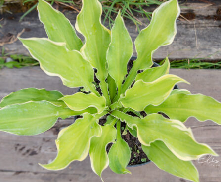 Hosta `Shadowland Wheee!` (2)