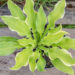 Hosta `Shadowland Wheee!` (2)