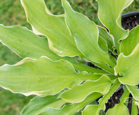 Hosta `Shadowland Wheee!`