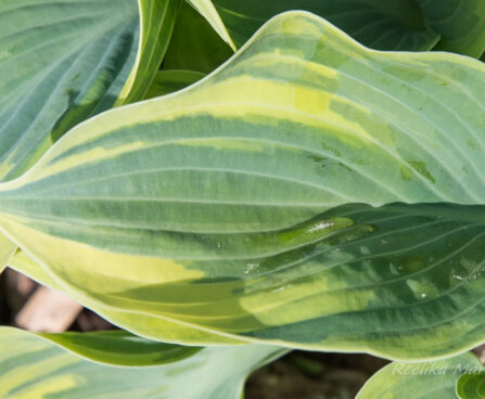 1415_8434_Hosta_Aristocrat__6.JPG