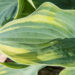 1415_8434_Hosta_Aristocrat__6.JPG