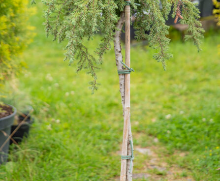 Juniperus communis `Greenmantle` harilik kadakas (1)