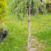 Juniperus communis `Greenmantle` harilik kadakas (1)