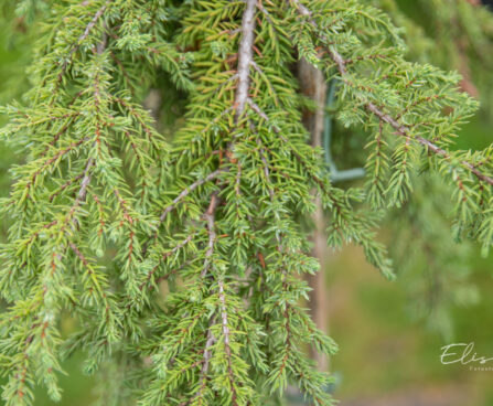 Juniperus communis `Greenmantle` harilik kadakas (2)