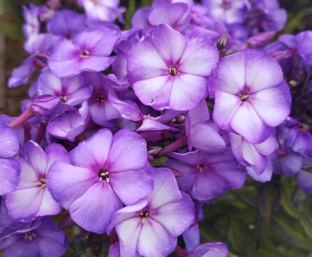 Phlox paniculata aed-leeklill floks SWEET SUMMER FANTASY Nõrga talu