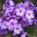 Phlox paniculata aed-leeklill floks SWEET SUMMER FANTASY Nõrga talu