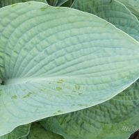 1416_8603_Hosta_Big_Mama_.JPG