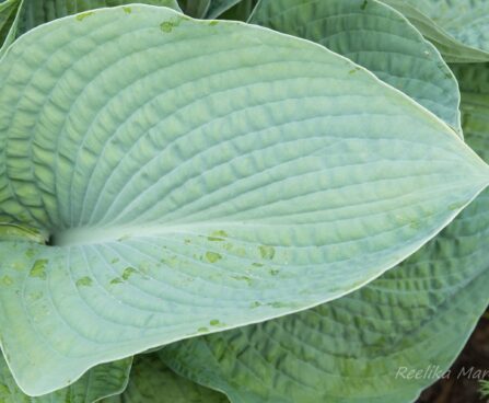 1416_8603_Hosta_Big_Mama_.JPG