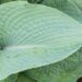 1416_8603_Hosta_Big_Mama_.JPG