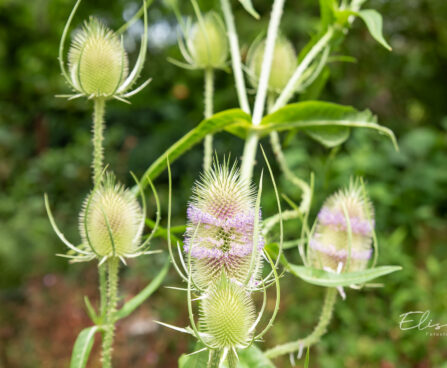 Dipsacus fullonum uniohaks