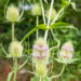 Dipsacus fullonum uniohaks