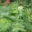 Osmunda regalis kuning-osmunda