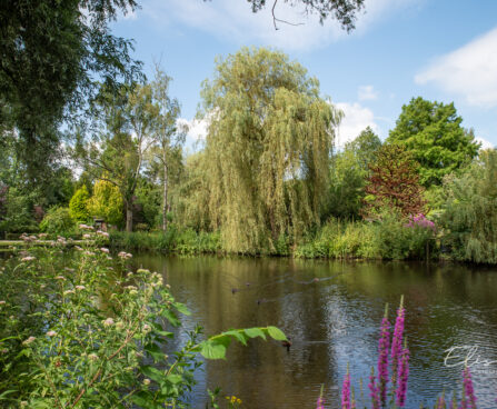 Salix alba hõberemmelgas