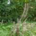 Acanthus karusõrg