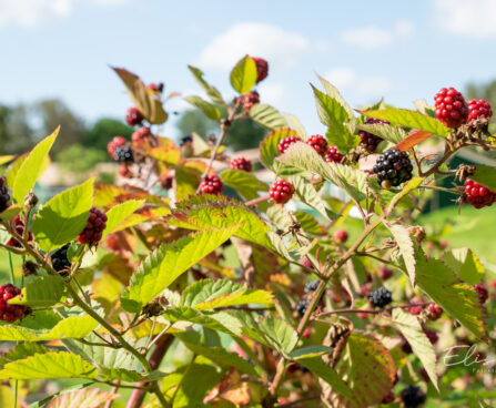 Rubus occidentalis `Bristol` lääne-vaarikas