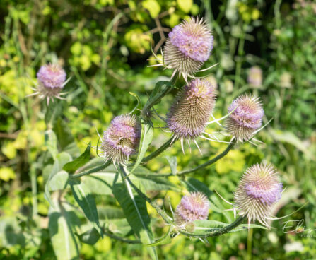 Dipsacus fullonum uniohaks (2)