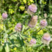 Dipsacus fullonum uniohaks (2)
