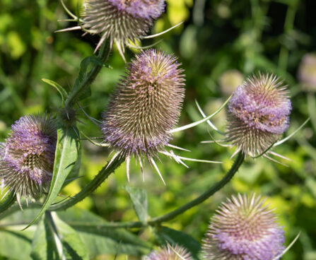 Dipsacus fullonum uniohaks (3)