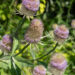 Dipsacus fullonum uniohaks (3)