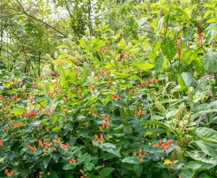 Hypericum inodorum lõhnatu naistepuna