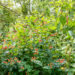 Hypericum inodorum lõhnatu naistepuna