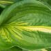 1418_8610_Hosta_Center_of_Attention__3.JPG