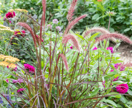 Pennisetum setaceum hiidhirss (2)