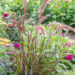Pennisetum setaceum hiidhirss (2)