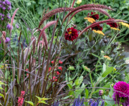 Pennisetum setaceum hiidhirss