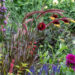 Pennisetum setaceum hiidhirss