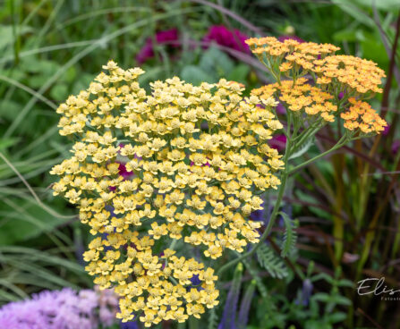 Achillea millefolium raudrohi