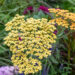 Achillea millefolium raudrohi