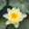 Nymphaea `Pygmaea Helvola` vesiroos (2)