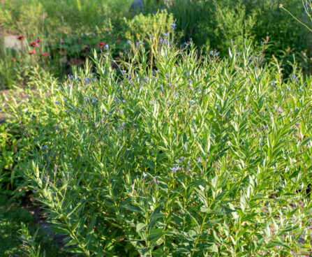 Amsonia sinitäht