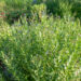 Amsonia sinitäht