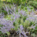 Perovskia atriplicifolia harilik perovskia