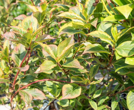 Weigela florida `Variegata` kaunis veigela