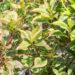 Weigela florida `Variegata` kaunis veigela