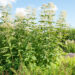 Eupatorium maculatum `Album` laiguline vesikanep
