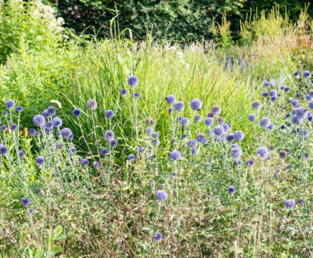 Echinops ritro mesiohakas