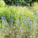 Echinops ritro mesiohakas