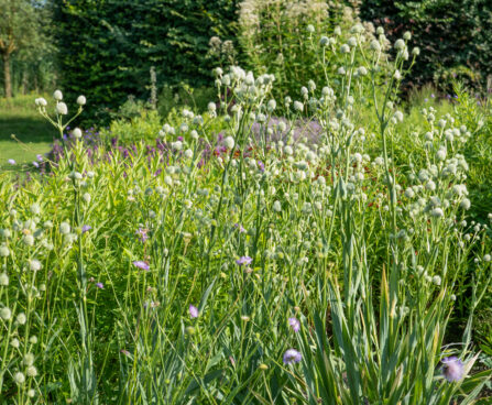 Eryngium yuccifolium jukalehine ogaputk