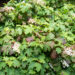 Hydrangea quercifolia tammelehine hortensia