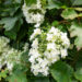 Hydrangea quercifolia tammelehine hortensia (2)