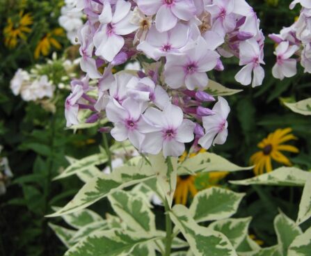 Phlox paniculata 'Darwin's Choice' Nora Leight aed-leeklill, nõrga talu