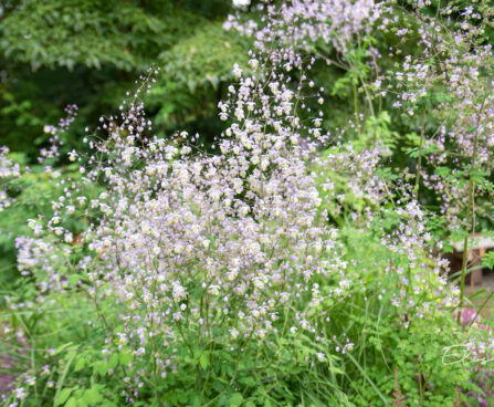 Thalictrum delavayi `Splendide` delavay ängelhein (1)